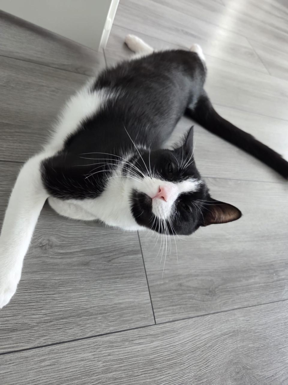 Poezen zoeken lief baasje♥️
