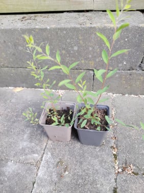 Spirea wit