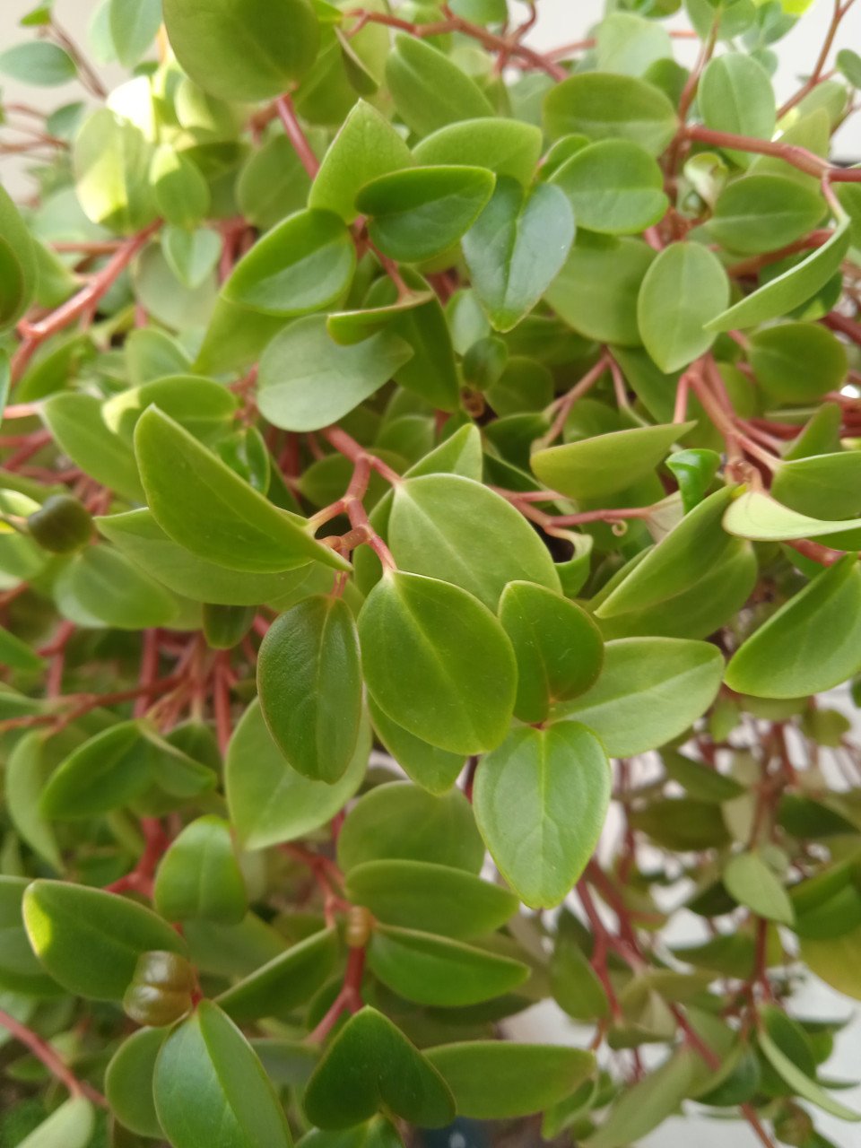 Stekjes van Peperomia gratis afhalen