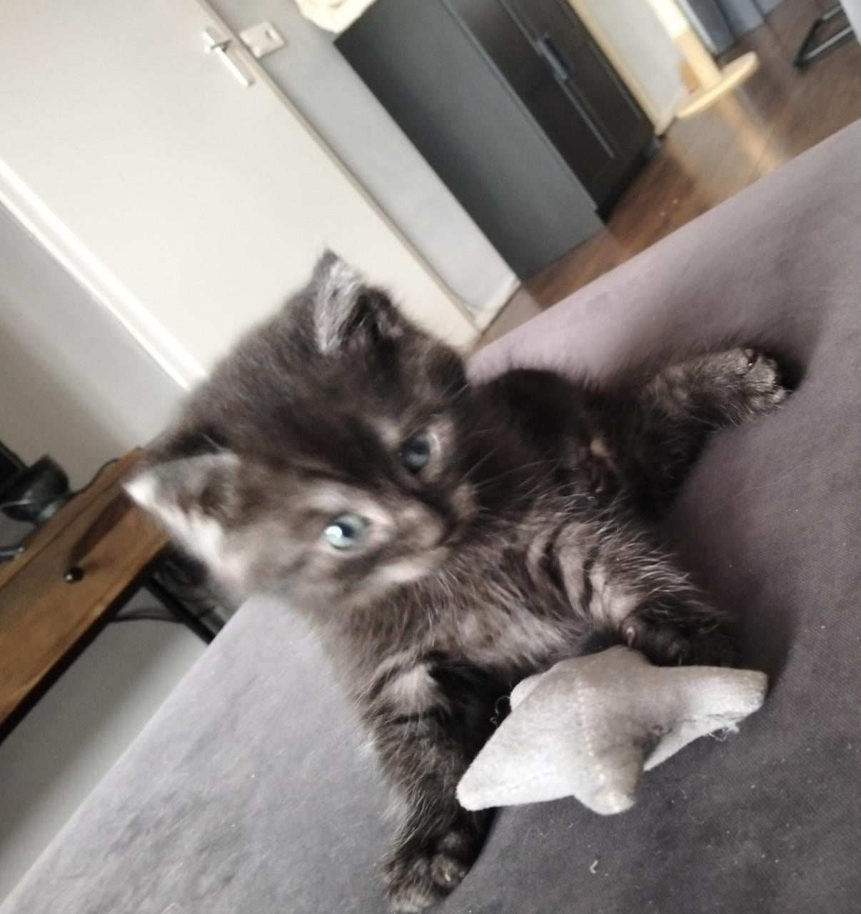 Kitten - mannetje