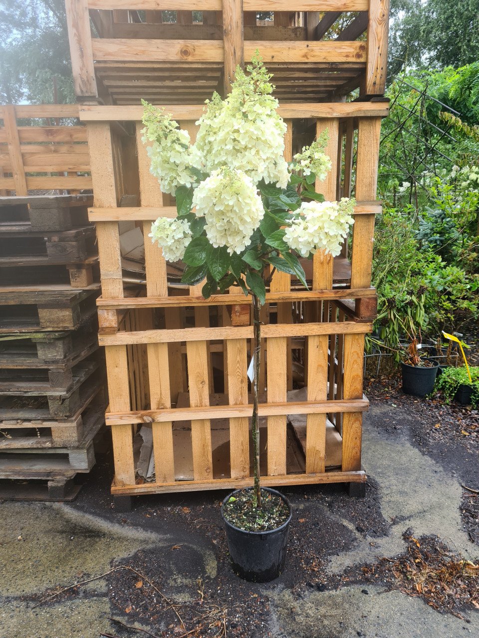 Pinky Winky hortensia - op stam