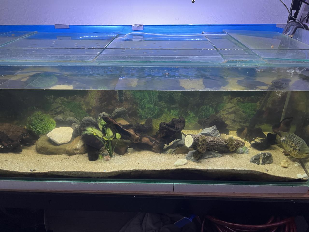 Te koop aquarium 150 cm
