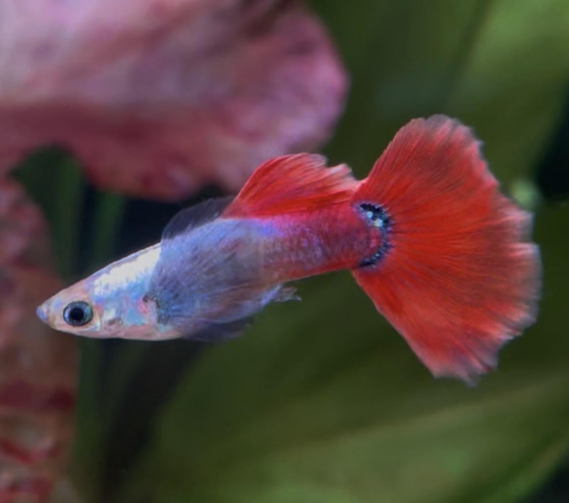 Platinum dumbo ear red tail guppy mannen.