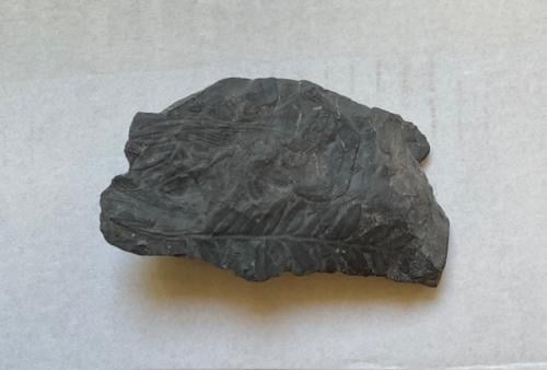 Prehistorische planten Fossiel