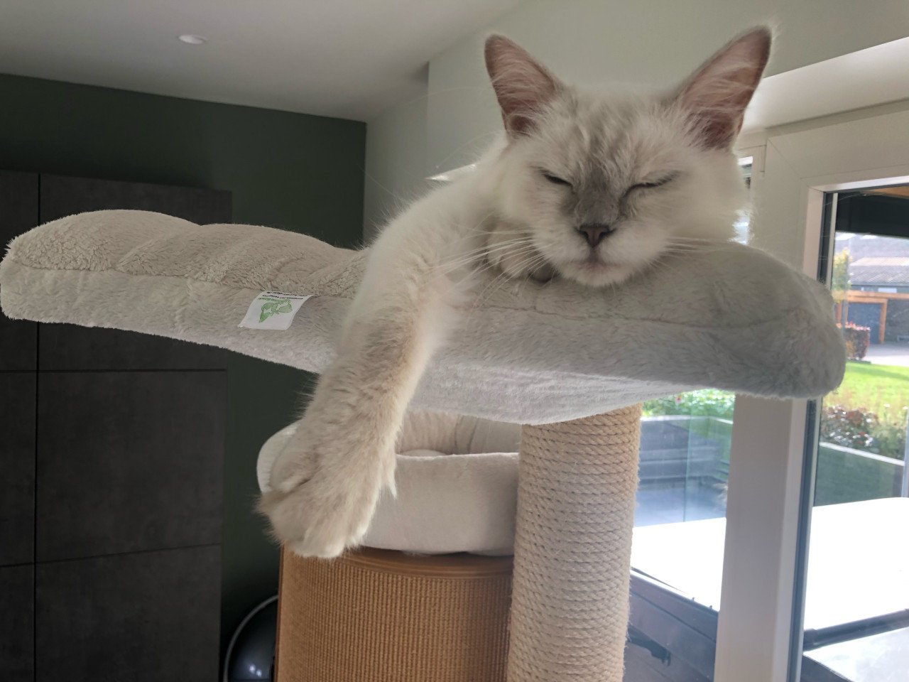 Raszuiver Ragdoll lilac point