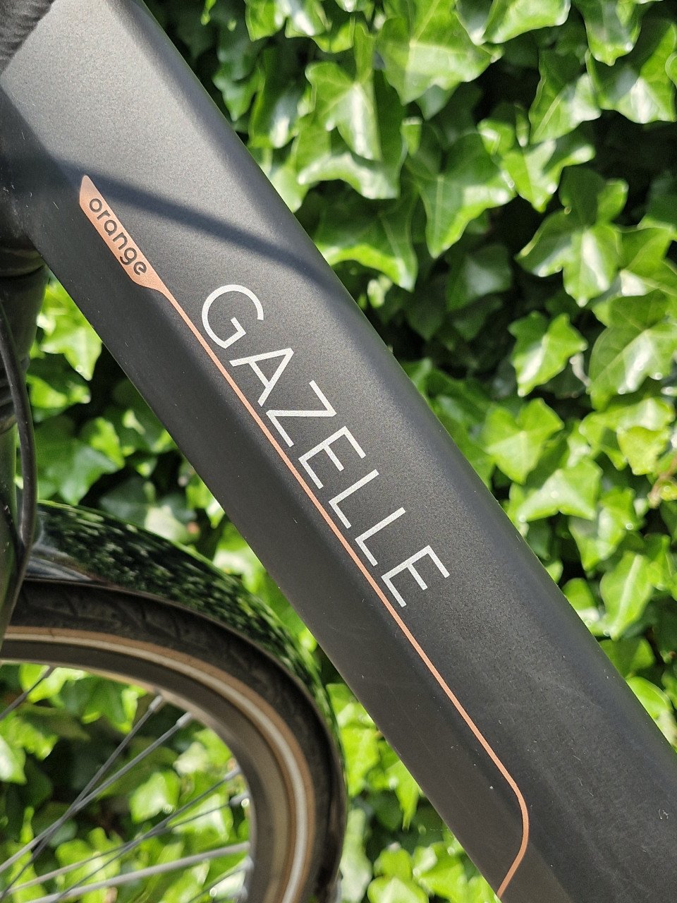 Gazelle Orange C8