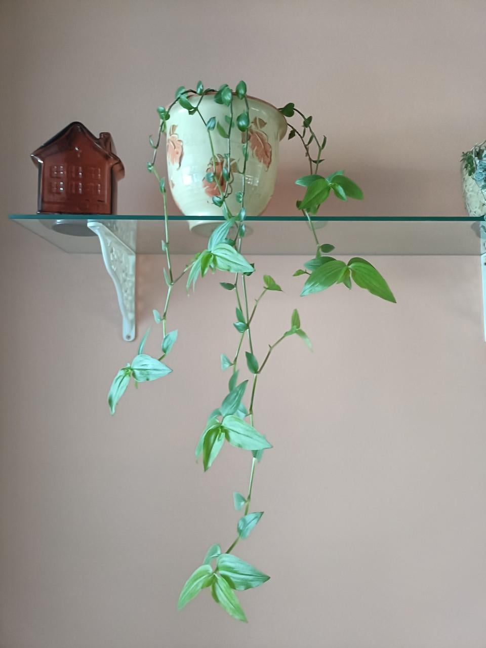 Hangplant