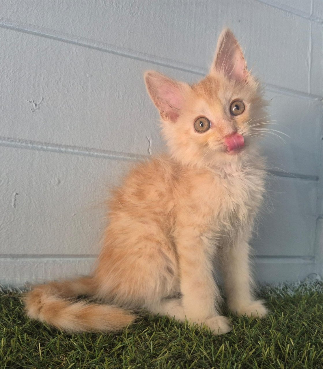 3 rode maine coon katertjes