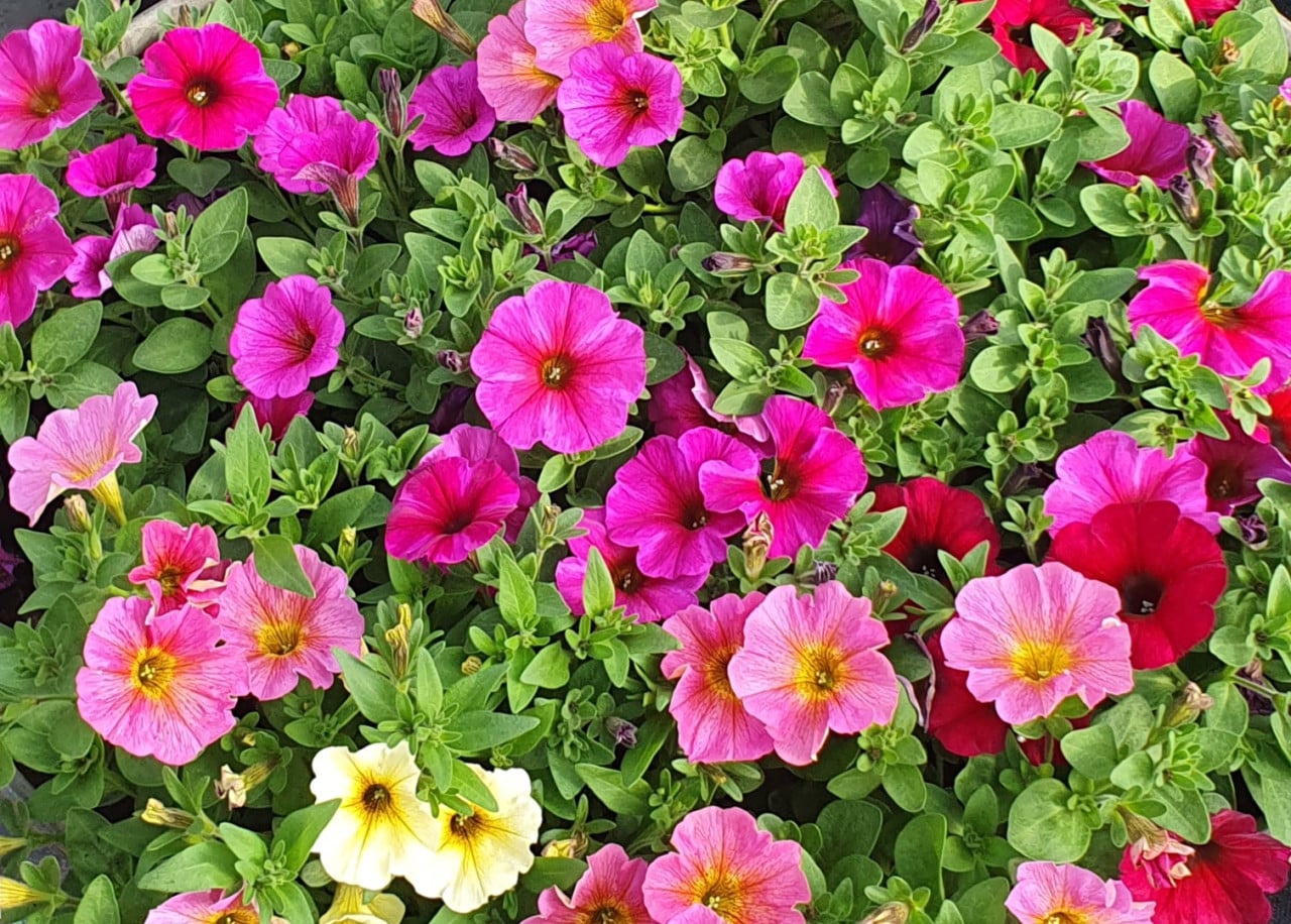 TUINPLANTEN Oudelande