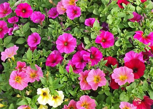 TUINPLANTEN Oudelande