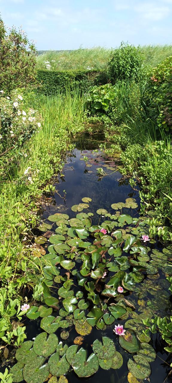 Emmer zuurstofplanten ( Grof Hoornblad ) voor slechts € 5,- ( na afspraak )
