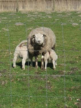 Schapen schaap stelTexelaar swifter anderen rassen ideaal bij paard ponywei