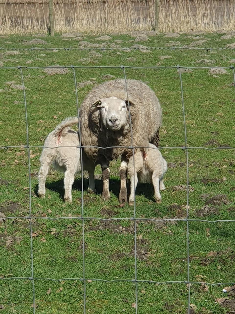 Schapen schaap stelTexelaar swifter anderen rassen ideaal bij paard ponywei