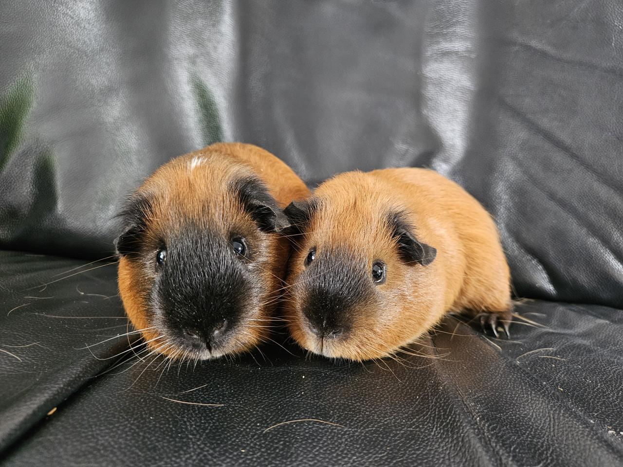 Cavia beren koppel