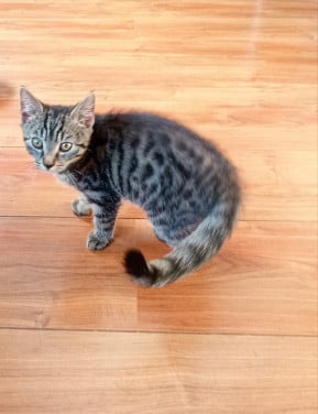 Kittens