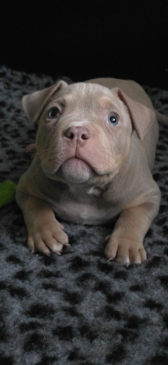 Micro extreem bully pup met stamboom mag verhuizen