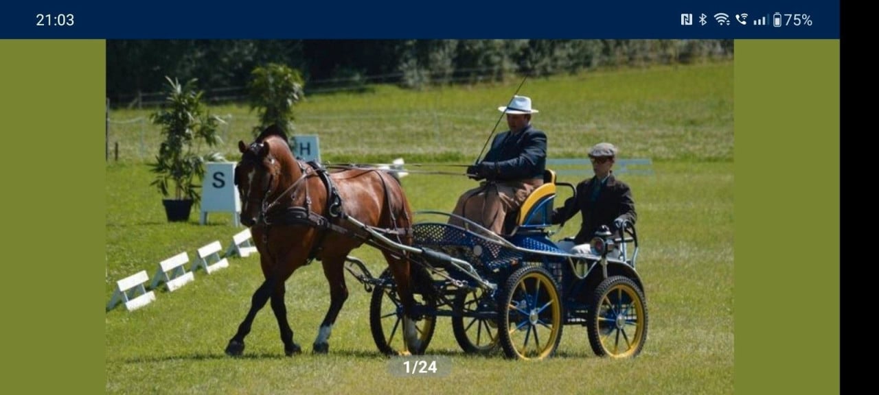 Merrie 21/8/2024 kruising freiberger haflinger