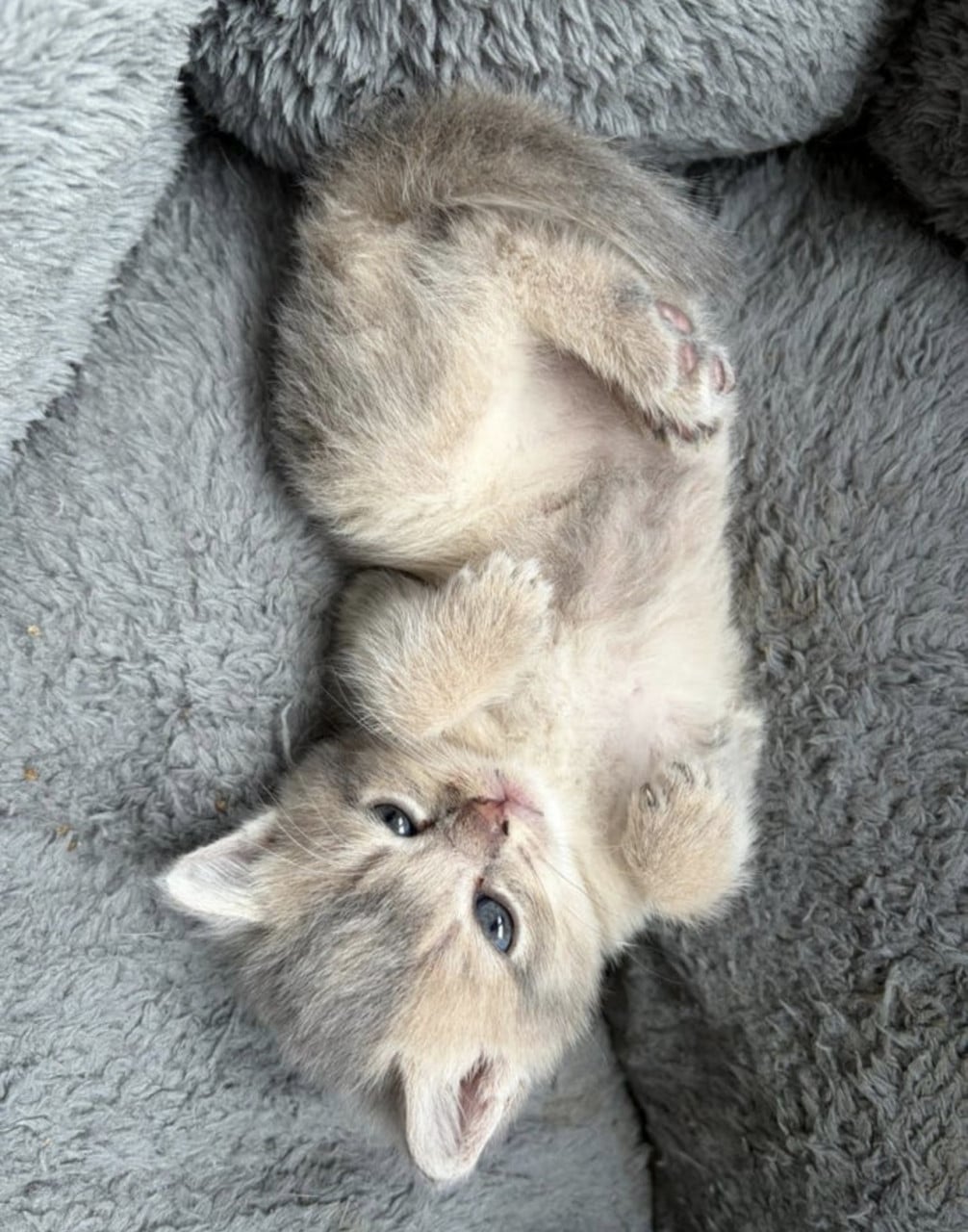 Prachtige britse korthaar kittens