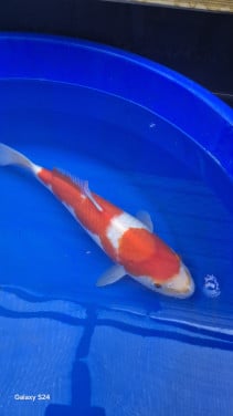 2 x kohaku