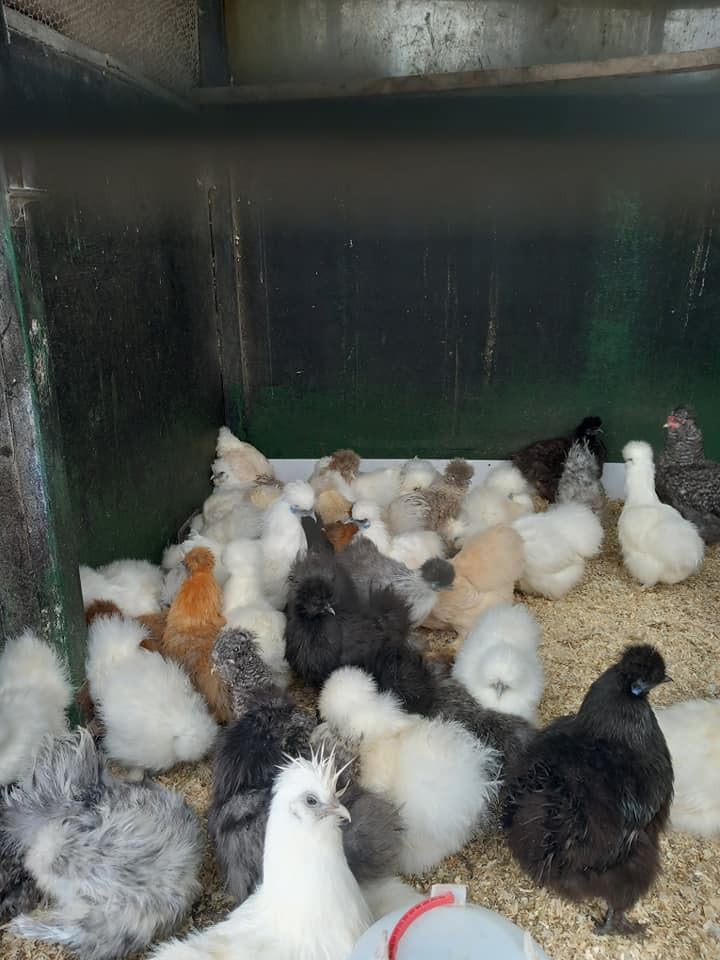 Zeer ruime keuze zijdehoen hennen