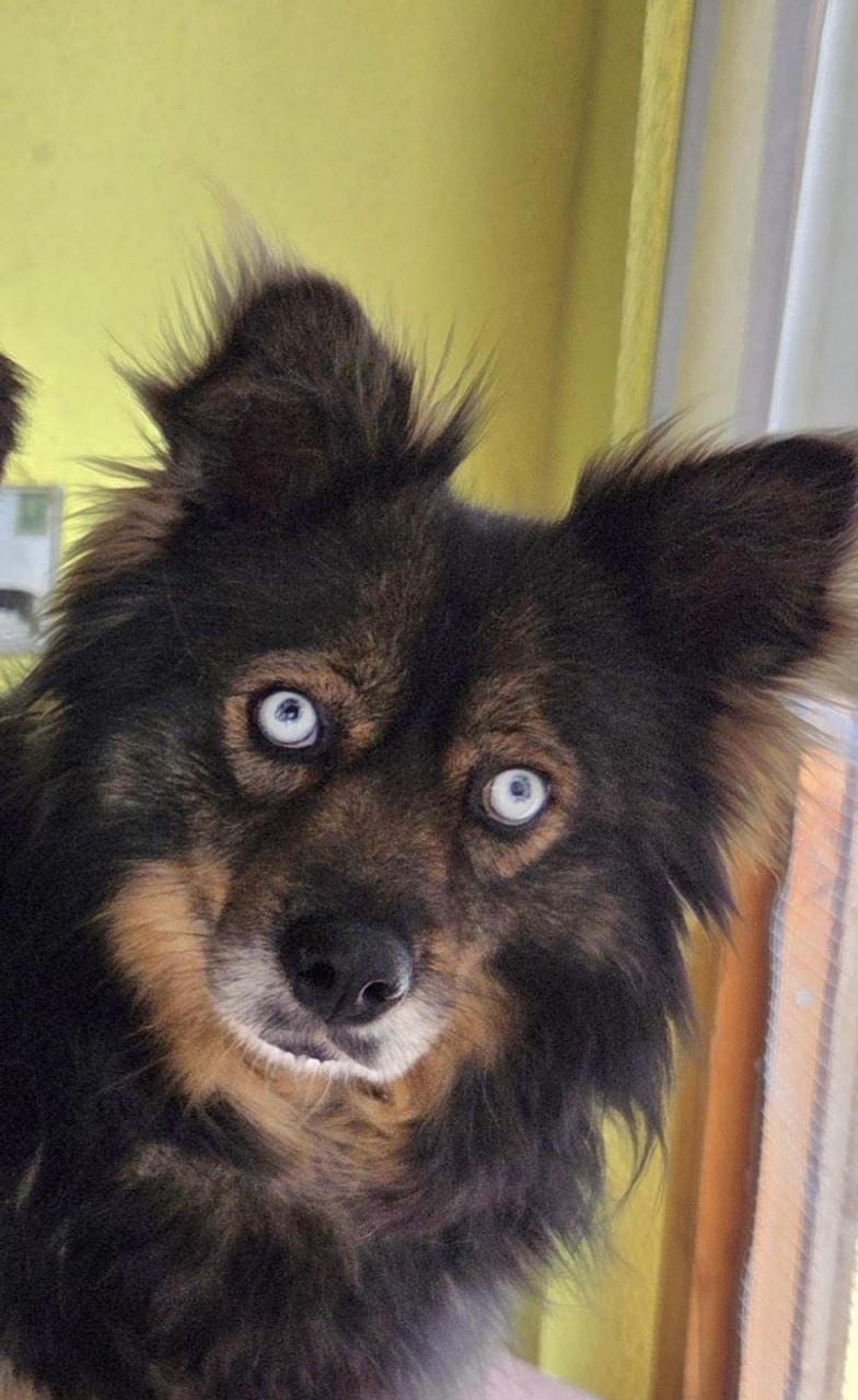 Hond zoekt baasje