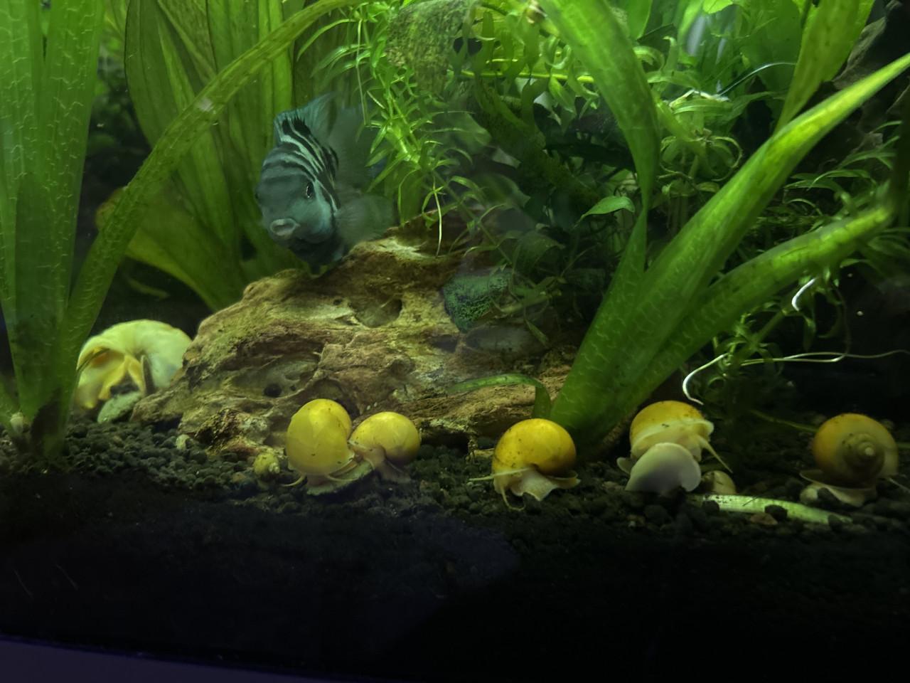 Uit eigen kweek yellow snail slakken