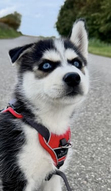 Pomsky Pups blue eyes