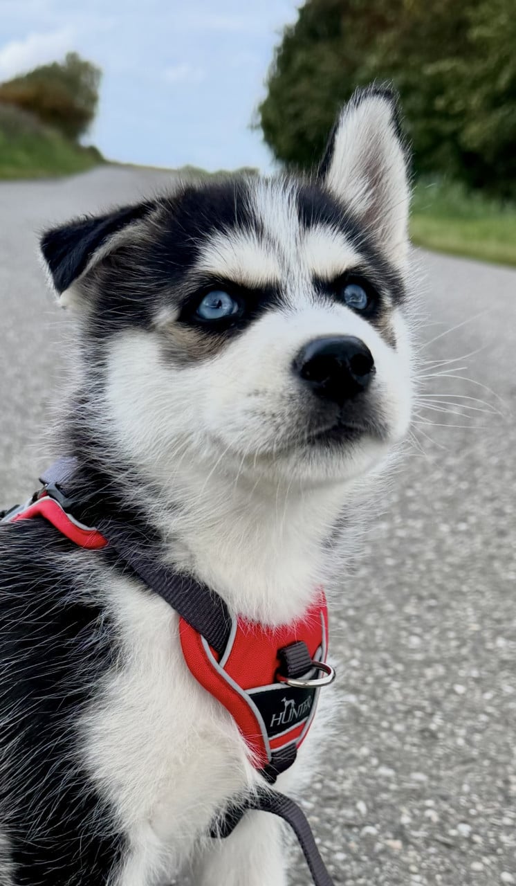 Pomsky Pups blue eyes