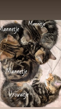 3 kittens zoeken een goed huisje