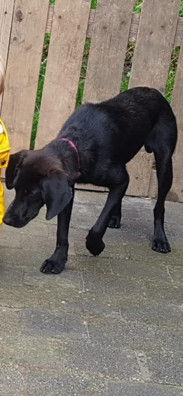 Lieve hond ( vrouwtje)