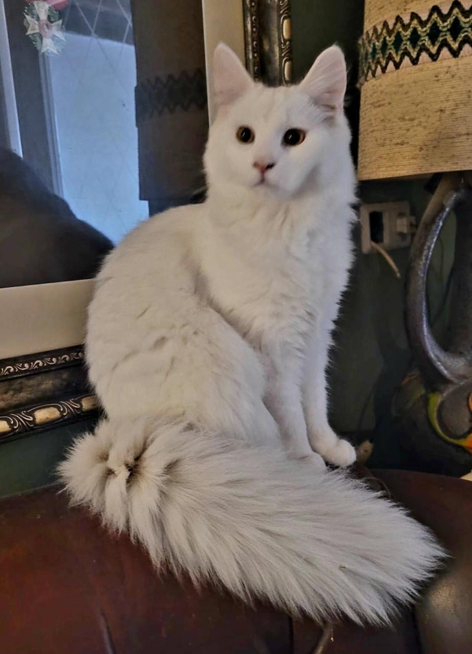 Maine Coon kitten, spierwit