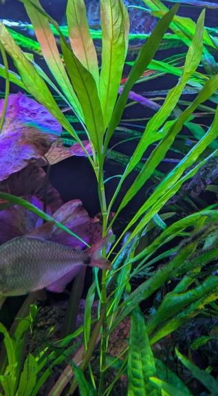 Hygrophila Corymbosa 'Angustifolia'