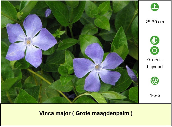Betaalbare planten in ons plantenkraampje voor slecht € 1,25 p/st. + TIP +