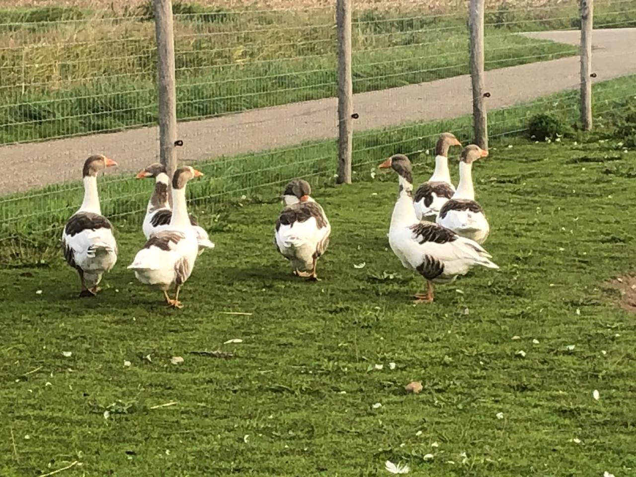 Twentse ganzen