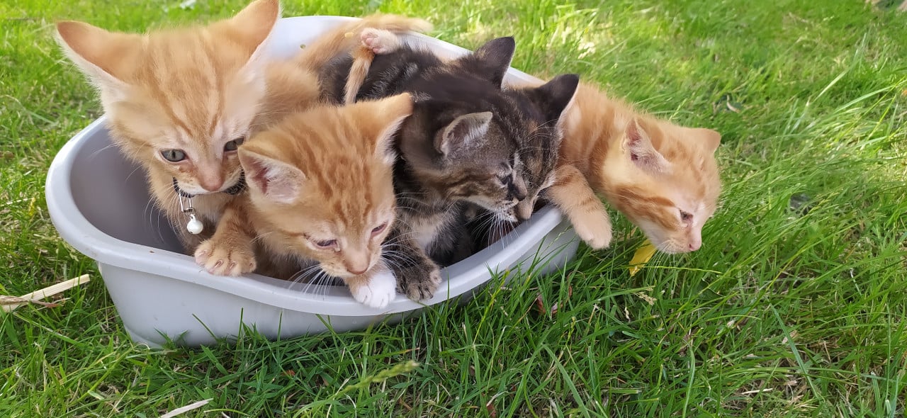 Schattige kittens