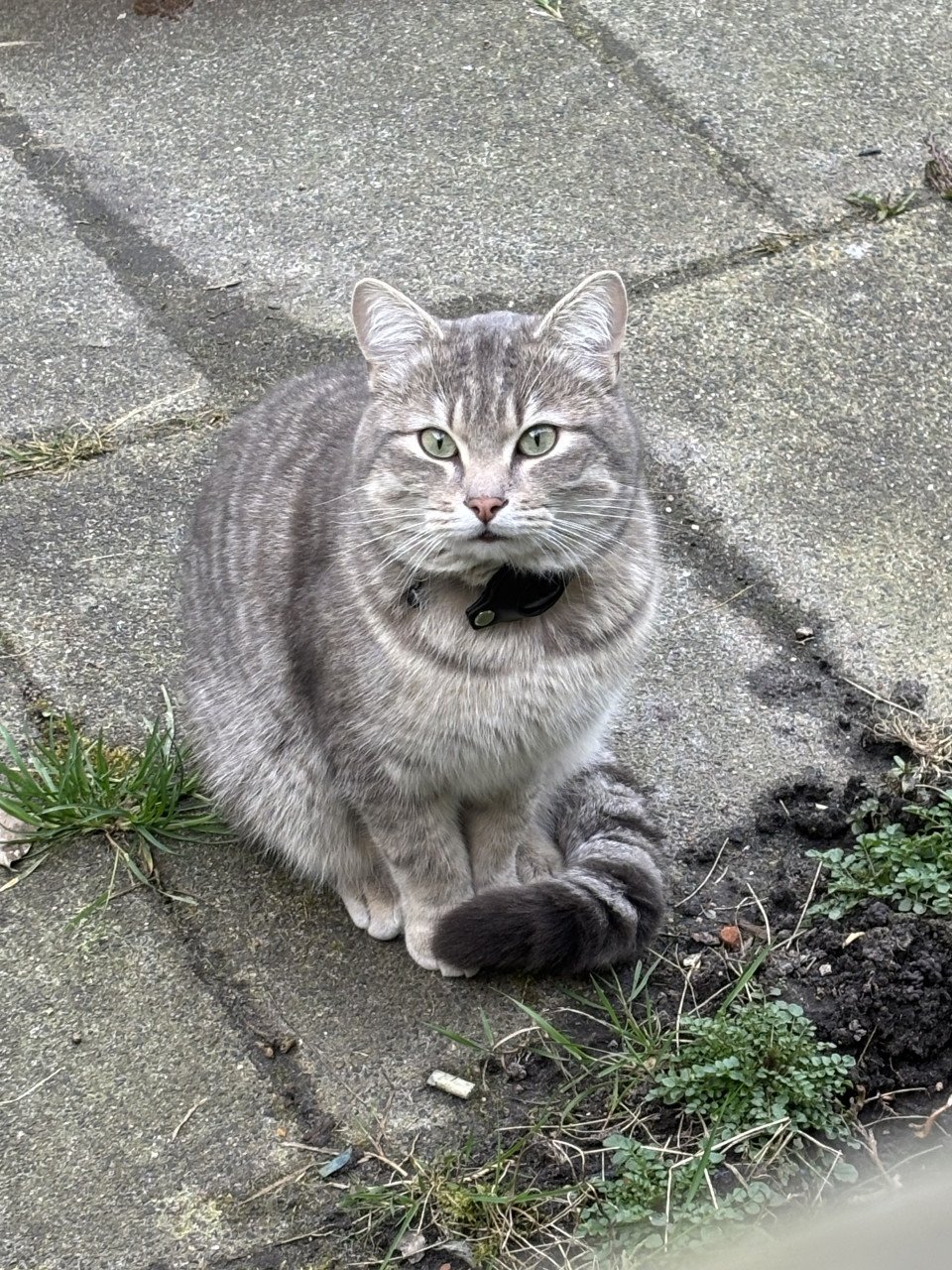 Siberische bos kat kittens