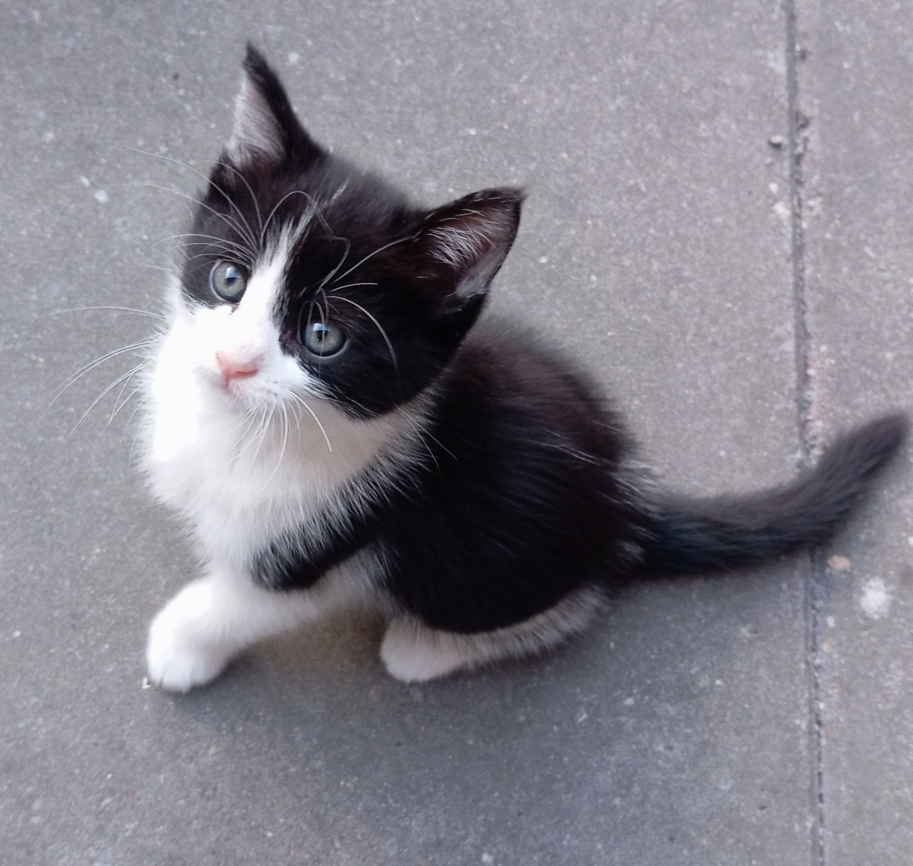 Kittens half langhaar zwart-wit
