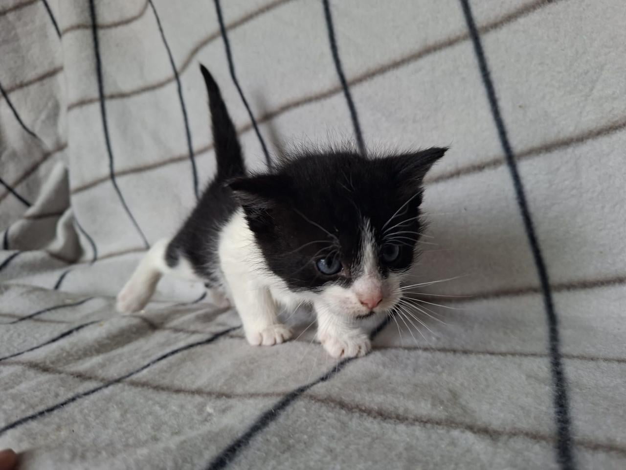 Mooie boerderij kitten