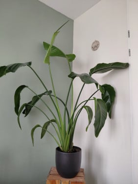 Mooie grote kamerplant