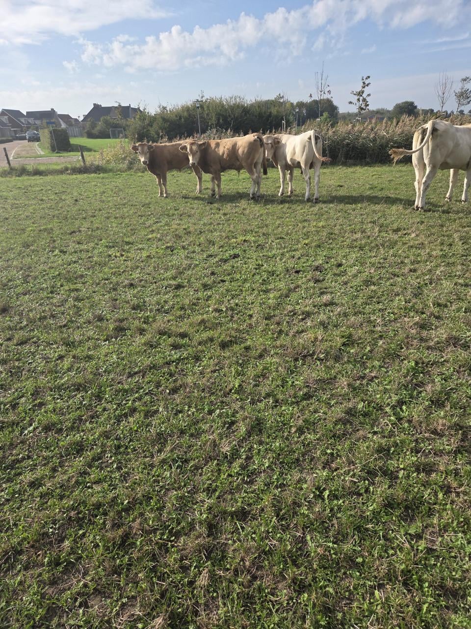Blonde Aquitaine vee