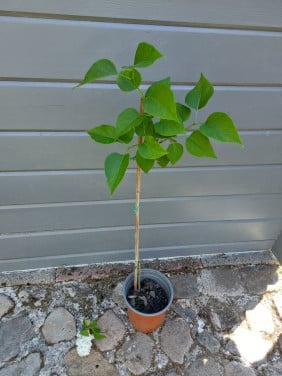 SYRINGA op STAM.