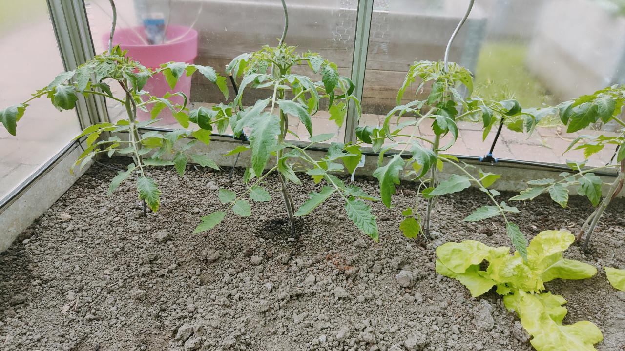 Tomatenplanten €1,-
