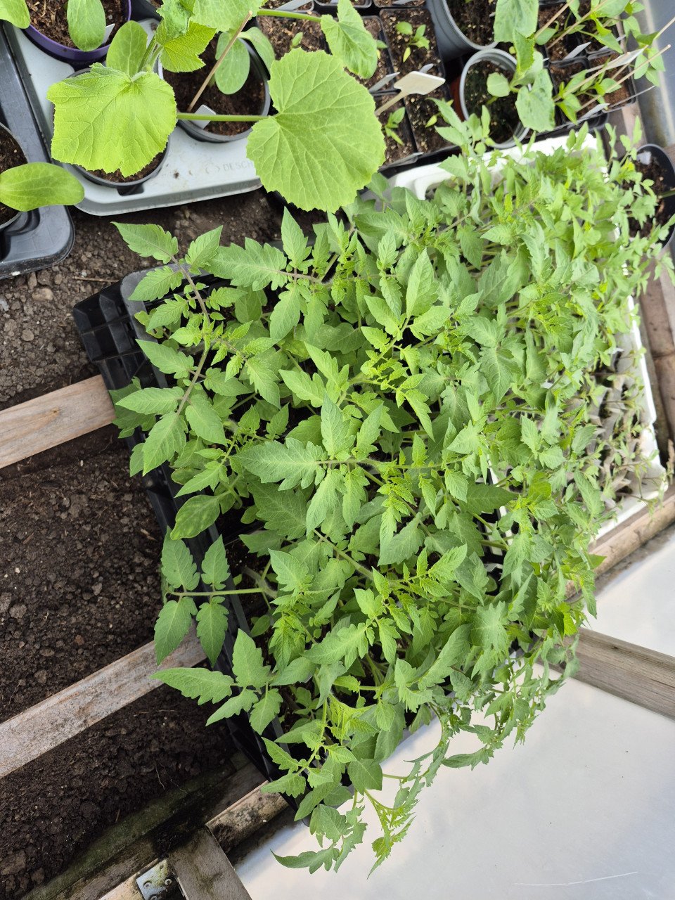 Tomatenplantjes