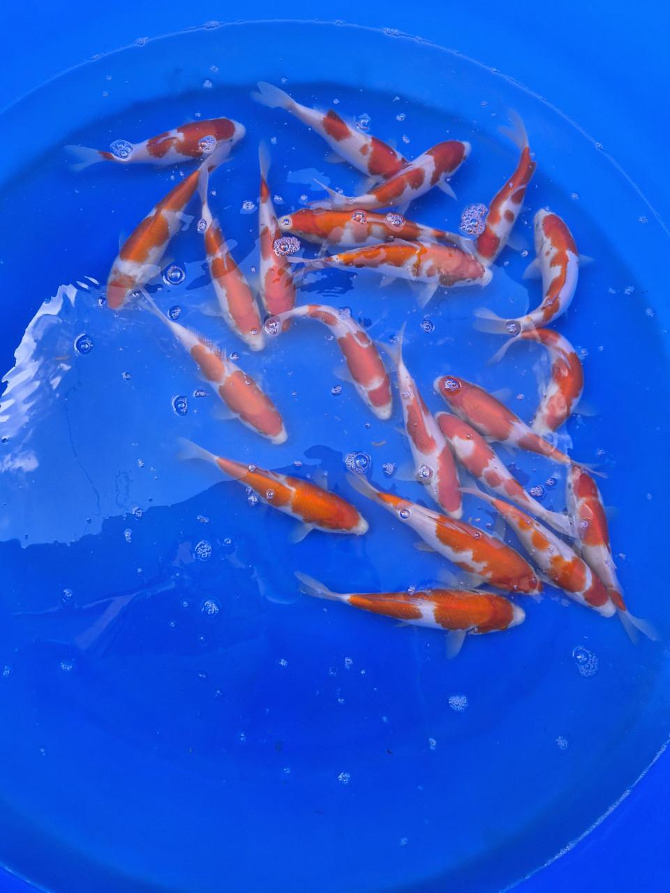 Genjiro kohaku tosai koi