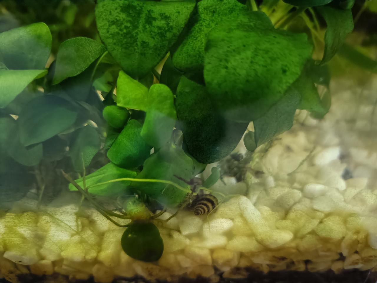 Aquarium 25 liter compleet