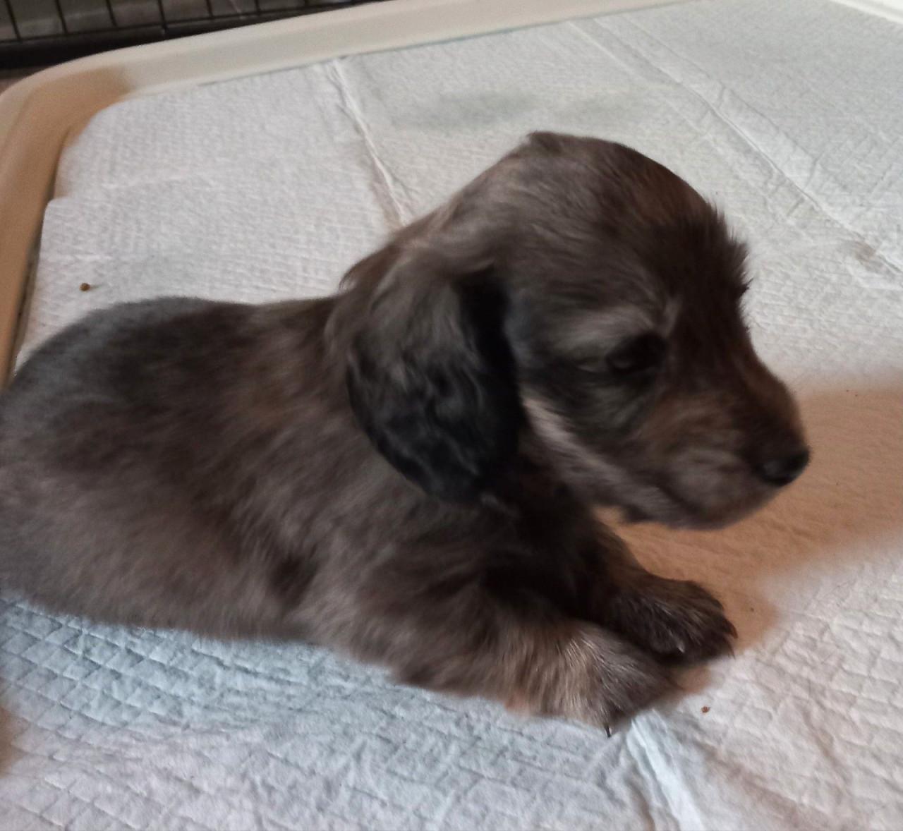 Langhaar dwergteckel pupje