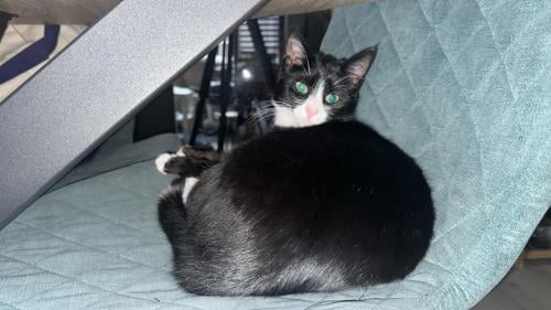 Binnenkort kittens te koop