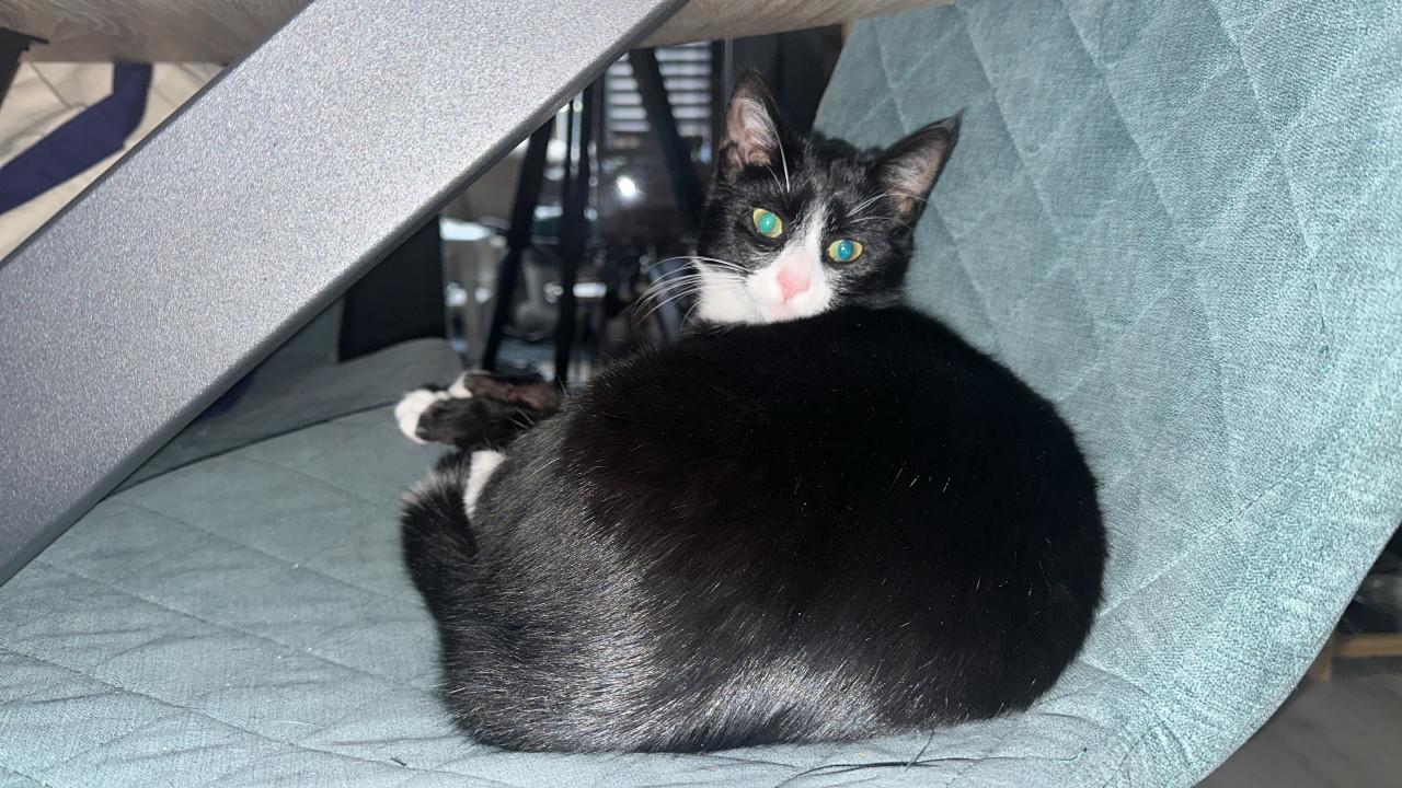 Binnenkort kittens te koop