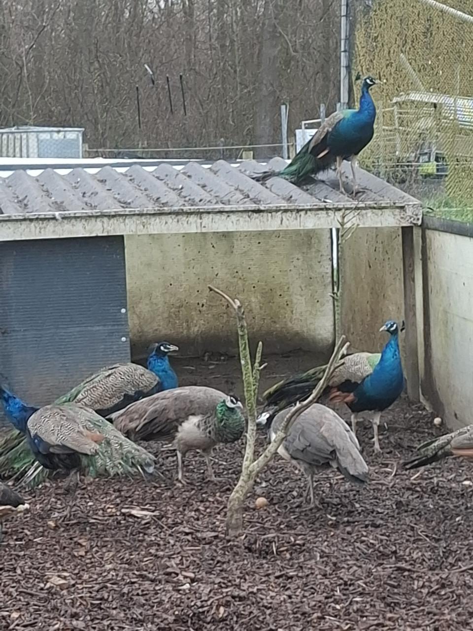 Witte en blauwe pauwen