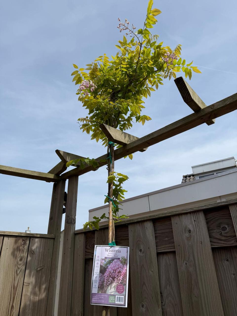 Wisteria brachybotrys ‘Showa-Beni’ (roze blauwe regen).